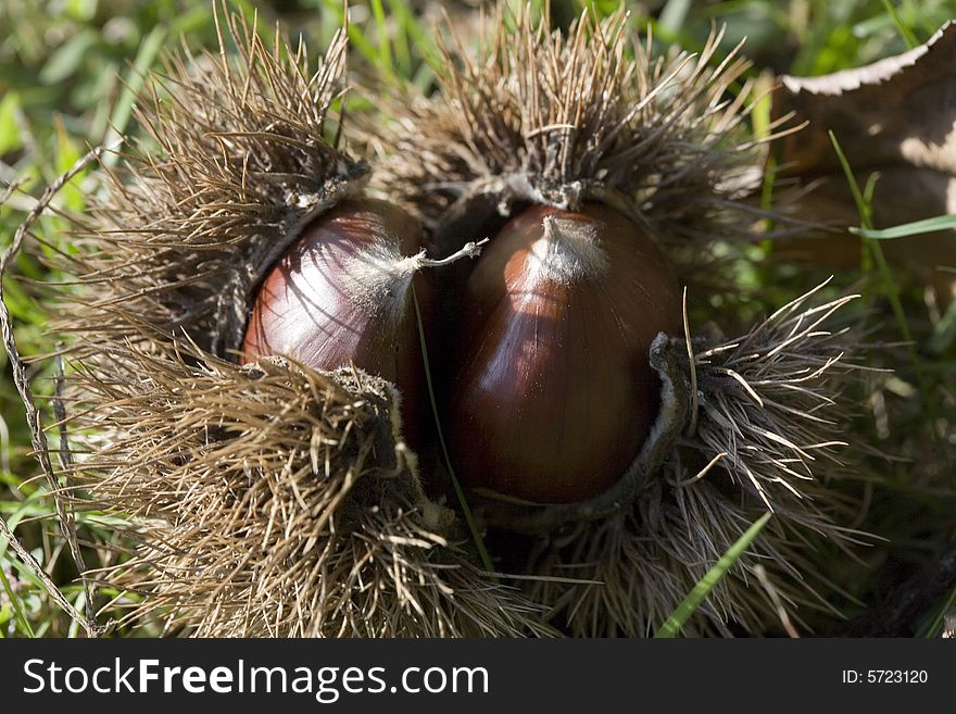 Chestnuts still in their husks with leaves. Chestnuts still in their husks with leaves