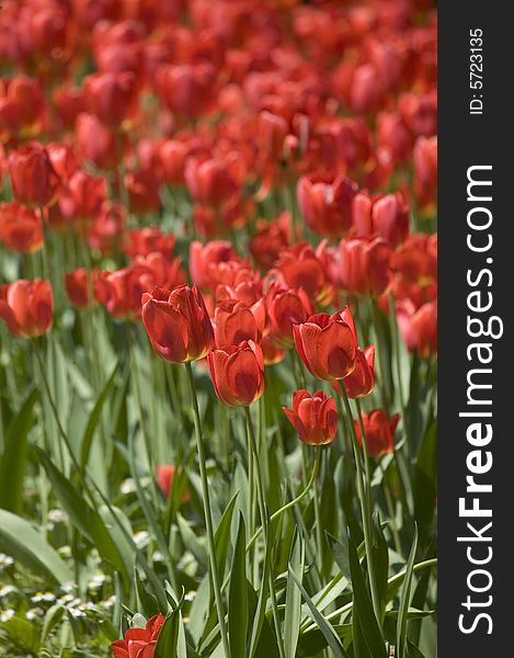 Detail of a field of red tulips