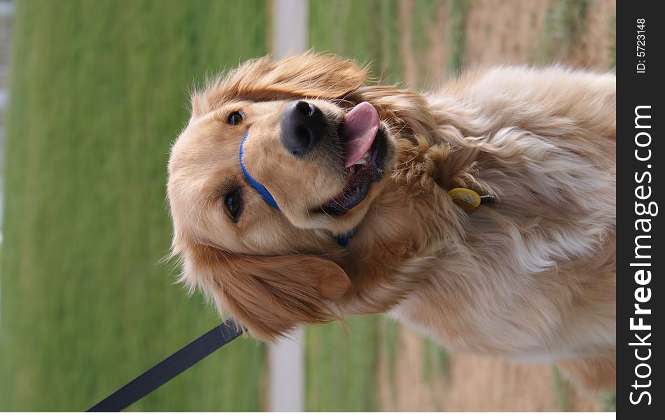 Golden Retriever dog sitting