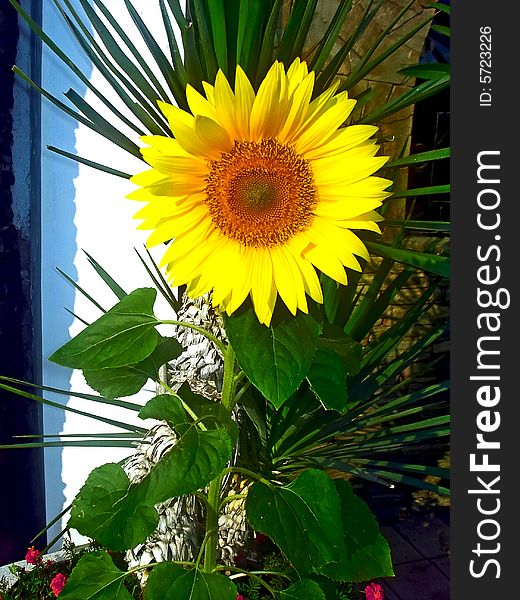 Photo of the beautiful sunflower near with home