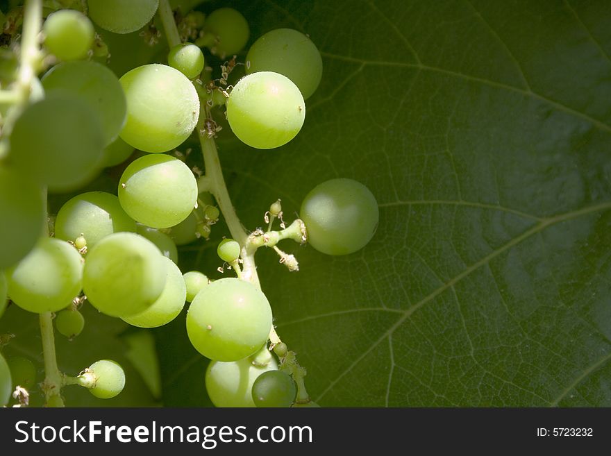 Wild grapes with large leaf in background