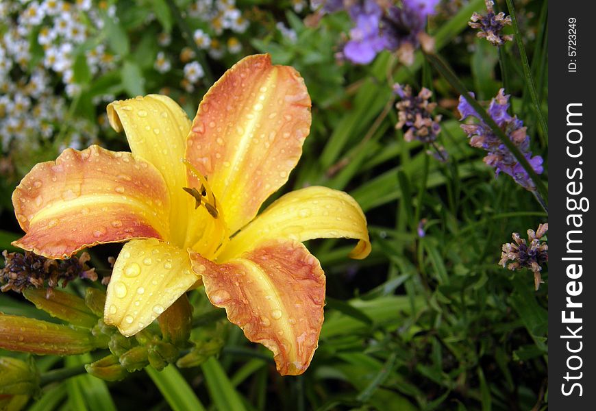 Lillies In The Rain