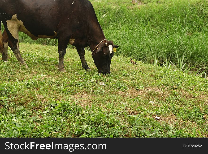 Male cow eating and chewing grass on the field.