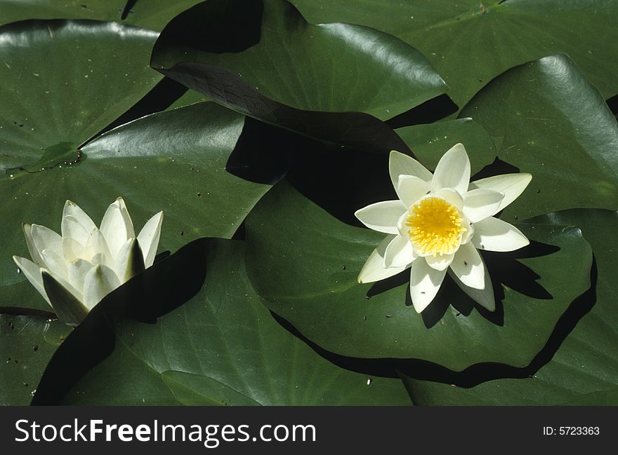 White water-lily on the leaves