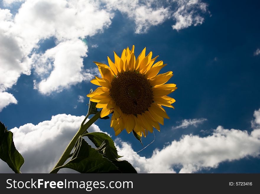 The beautiful bule sky and Sunflower. The beautiful bule sky and Sunflower