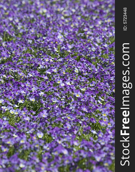 Flowerbed full of violet flower. Flowerbed full of violet flower