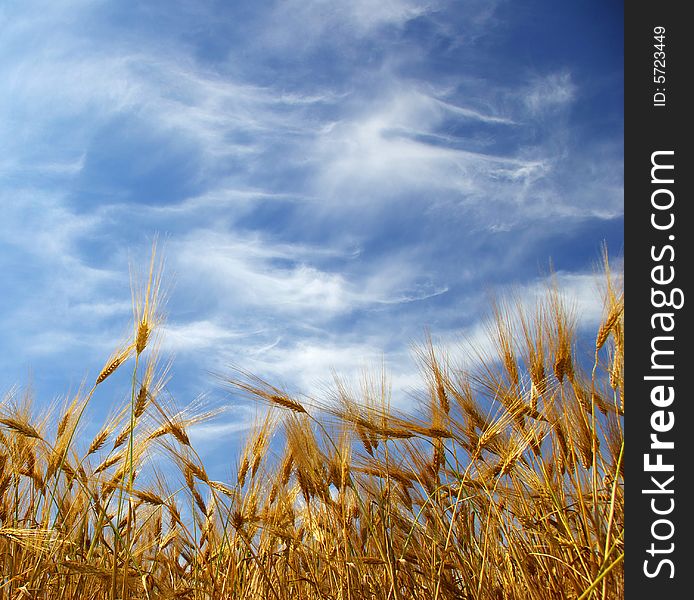 Wheat ears against the blue  sky