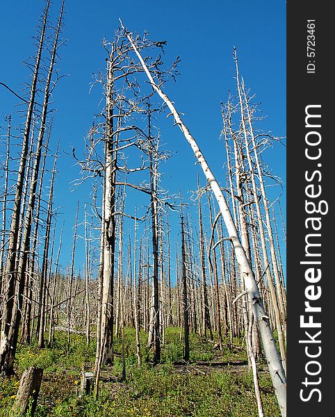 Forest after fire in glacier national park, usa. Forest after fire in glacier national park, usa