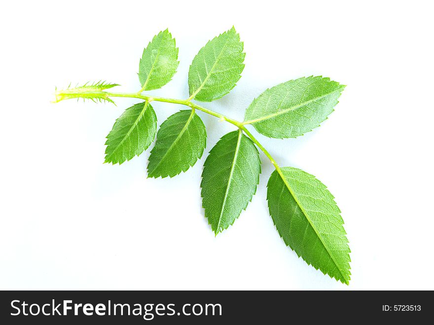 Green leaf isolated on a white