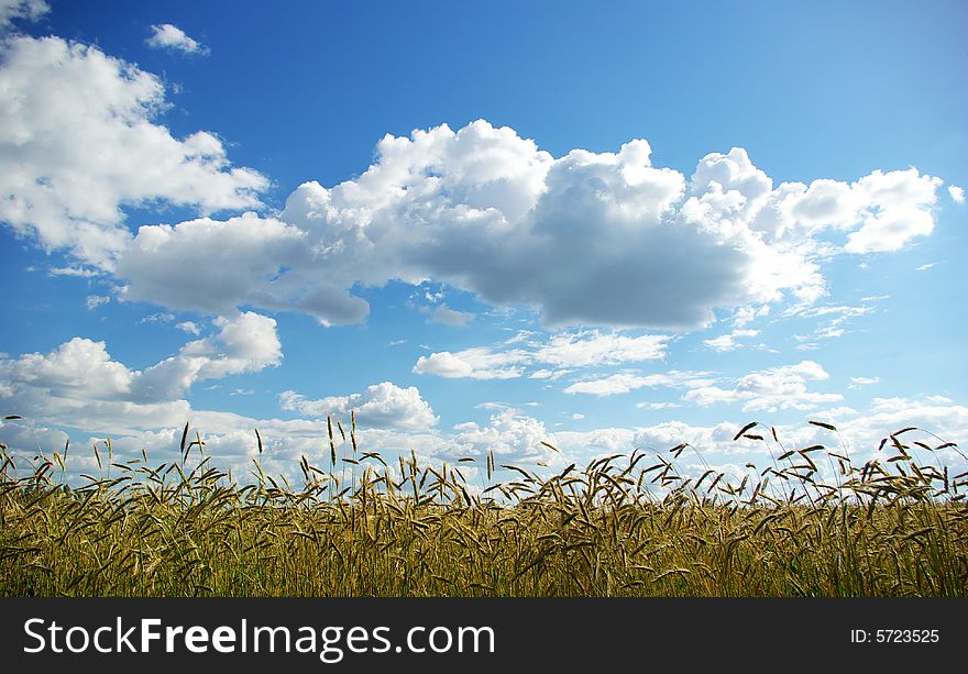 Wheats ears against the blue  sky. Wheats ears against the blue  sky