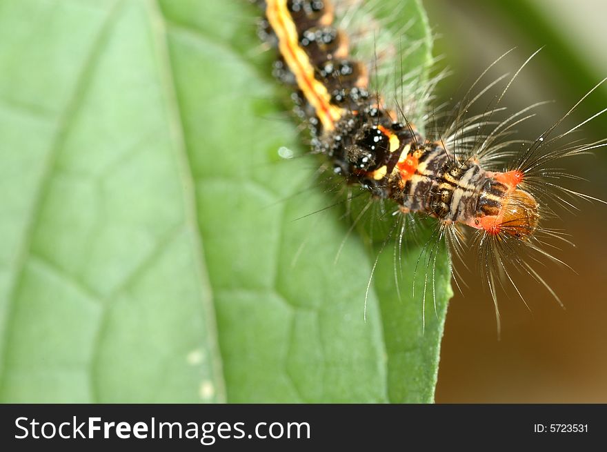 It is a color caterpillar on the green leaf.