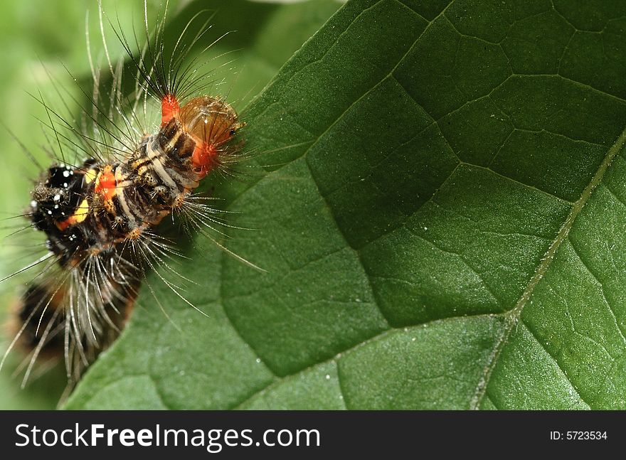 It is a color caterpillar on the green leaf.