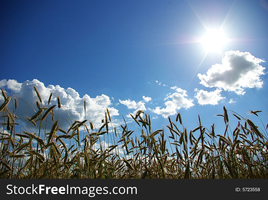 Wheats ears against the blue  sky. Wheats ears against the blue  sky