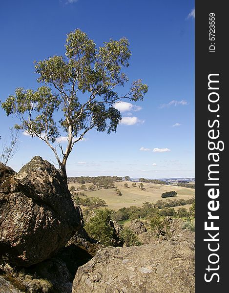 A Gum tree, and surrounding landscape, during the middle of the day in the Australian bush. Photo by Daniel Gregoric