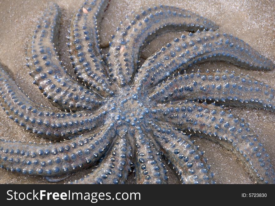 A blue starfish washed up on a sandy beach in australia