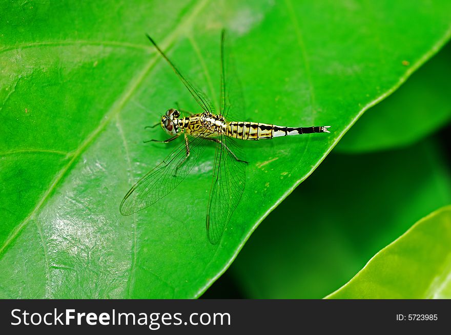 A yellow dragonfly resting on a big green leaf