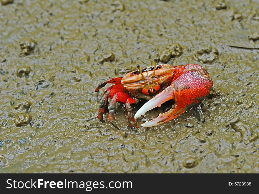 Macro shoting of red crab on mudã€‚