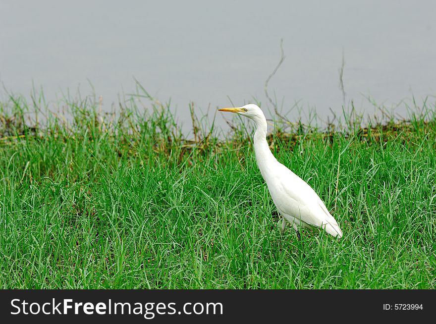 An egret poses near a fringe of pond.