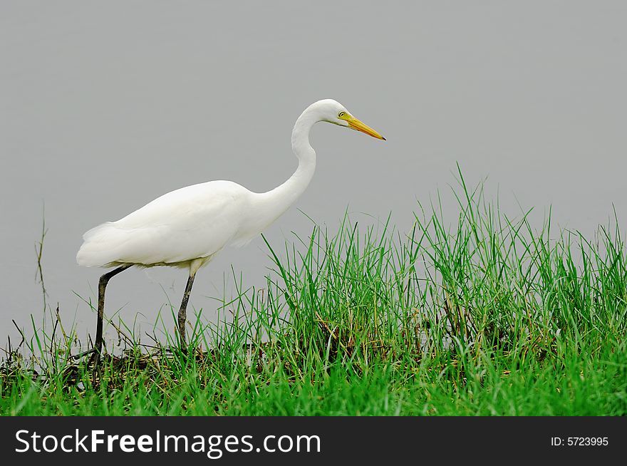 An white egret walking the shallows lake.