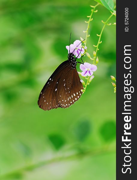 Single black&brown butterfly isolated on flower in green background