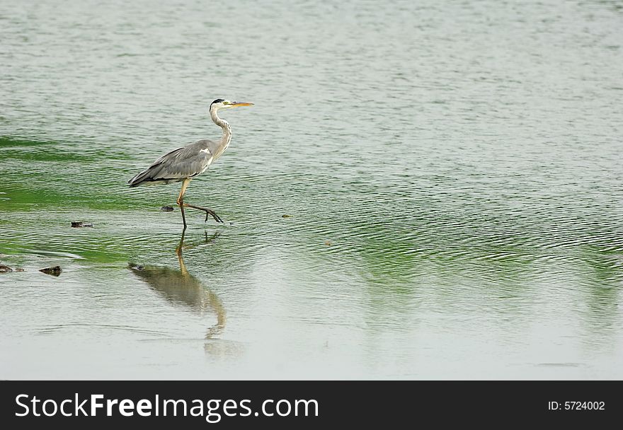A shot of a Great Egret in the water.