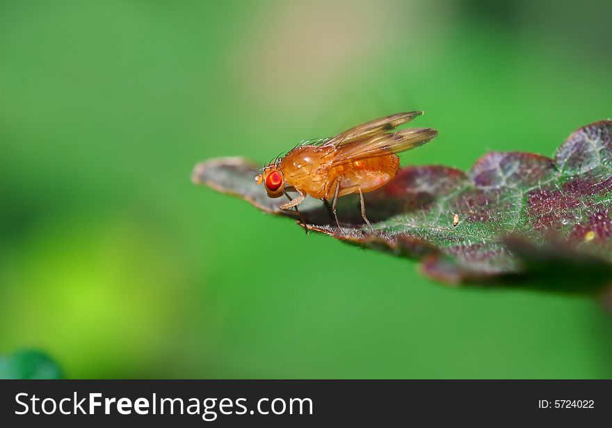 A orange fly with bright red eyes on leaves