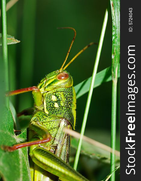 A coloseup fat grasshopper in tussock.