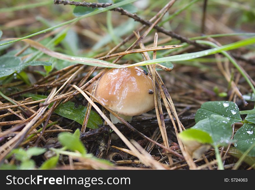 Mushroom greasers, forest, in grass. summer