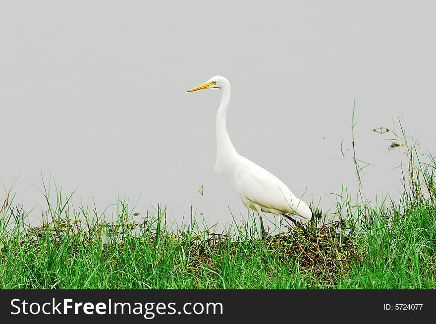 An egret is walking near a fringe of pond.