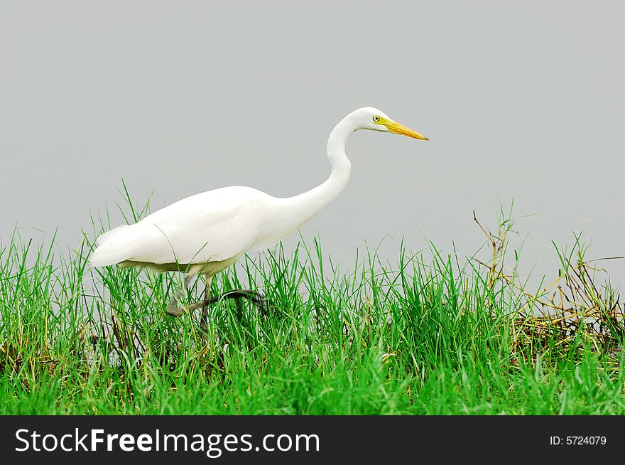 A white egret looking for foods beside  lake.