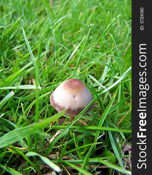 Magic mushroom in the grass