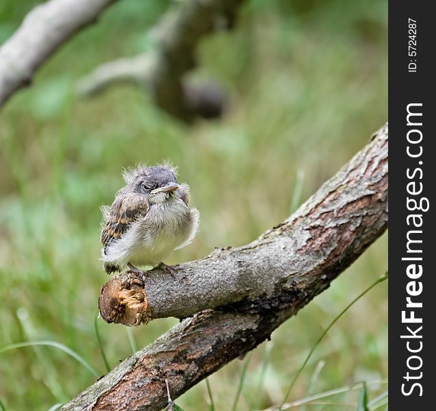 Baby flycatcher perched on a tree branch