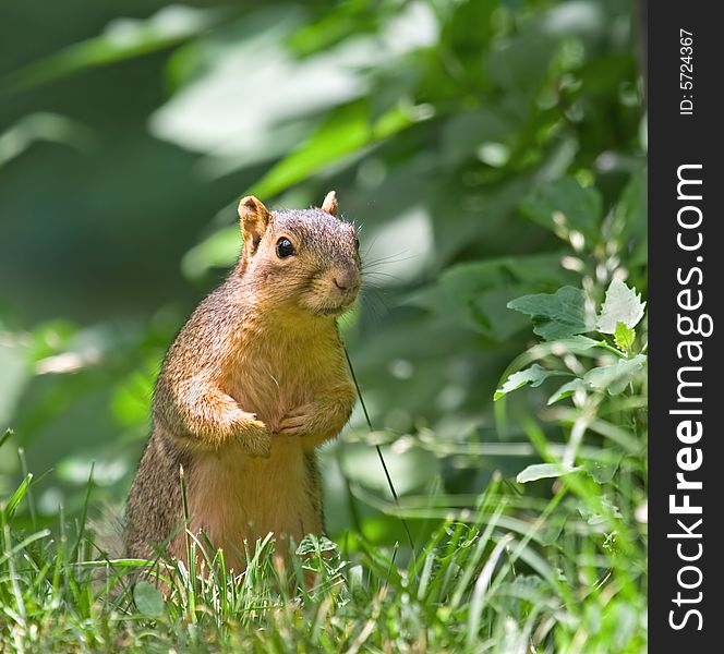 Fox squirrel sitting up in the grass