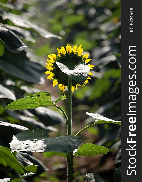 A blooming sunflower, shot at the back. A blooming sunflower, shot at the back.