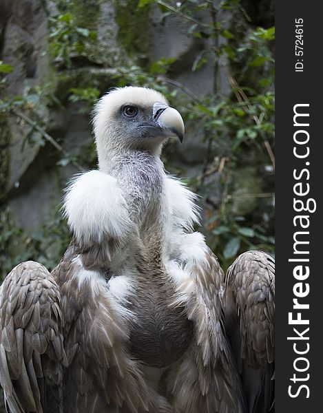 Portrait of a vulture taken in summertime