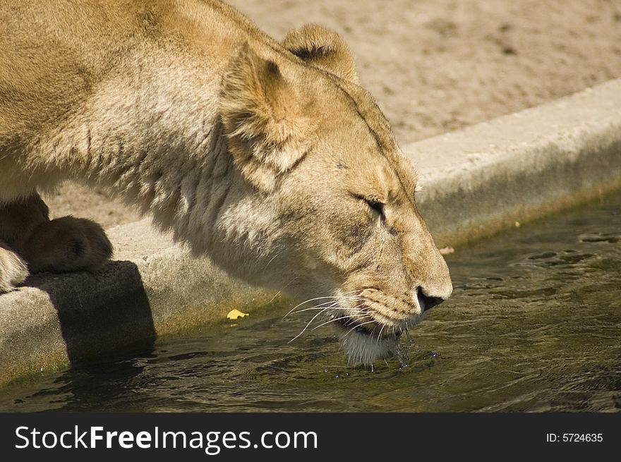 Lion is drinking a lot of water because of the heat