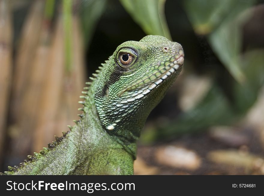 Green lizard is watching his environment