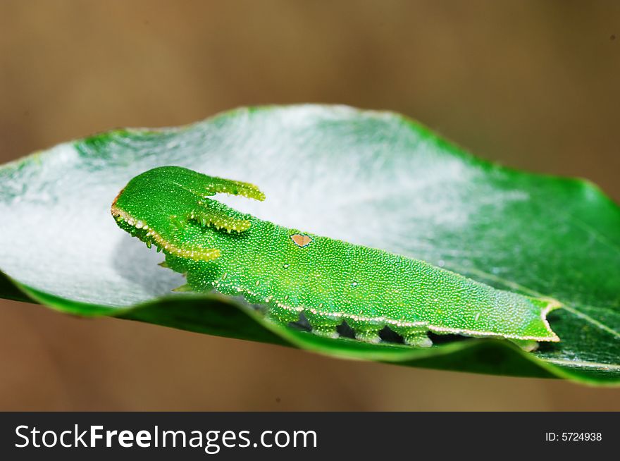 A butterfly larva on the leaves.