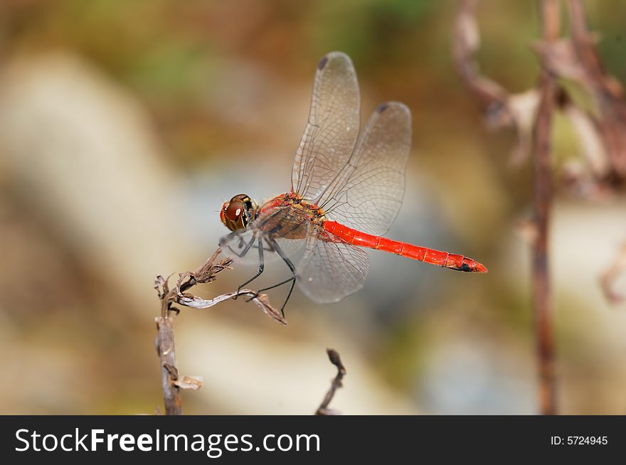 Red dragonfly sitting on the edge of the dry leaf.