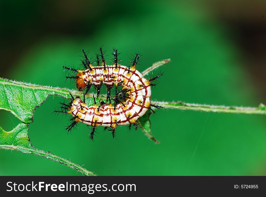 A butterfly larva eating the leaves.