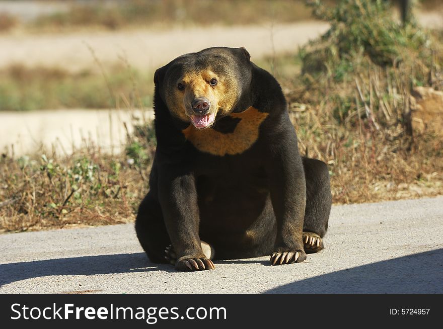 The lovely bear sitting the road .
