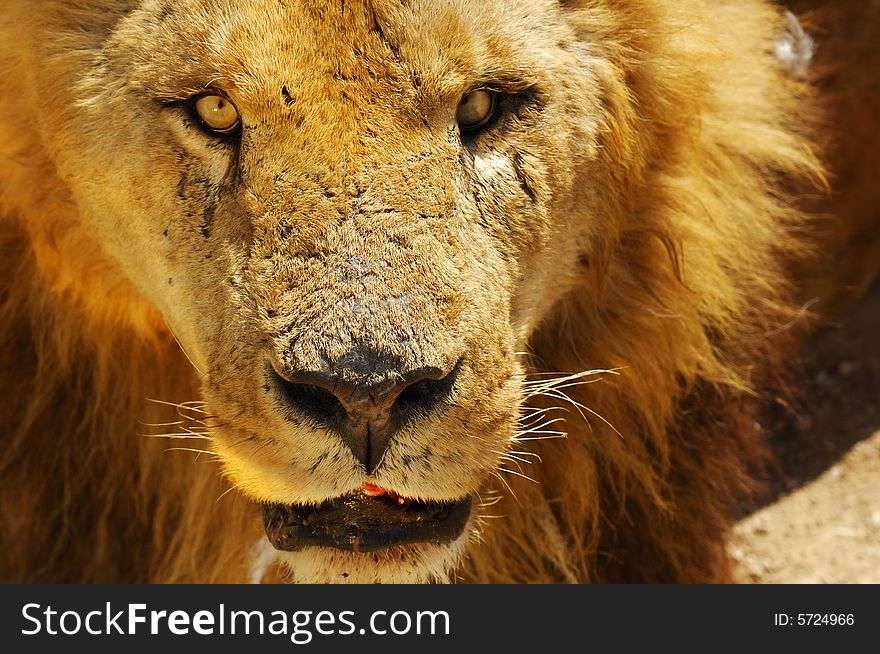 A lion's portrait in safari park.