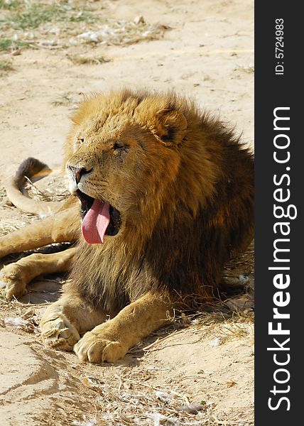 A big male lion is resting in safari park.