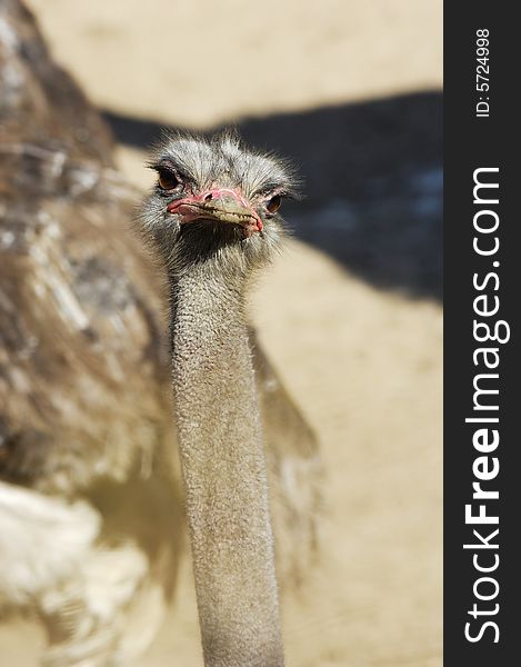 Portrait of an endearing ostrich on a light background