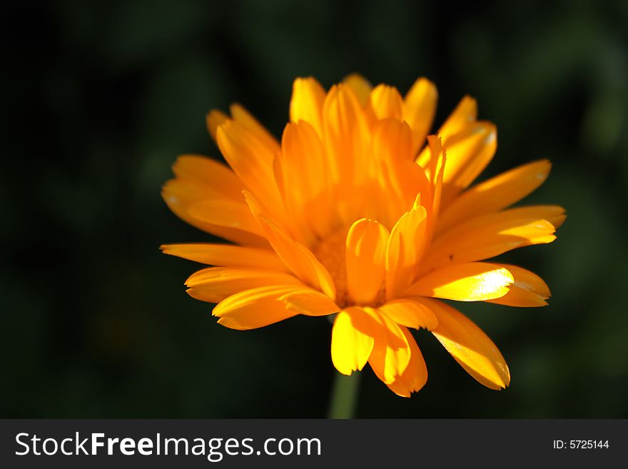 Close up of the orange calendula flower. Close up of the orange calendula flower.