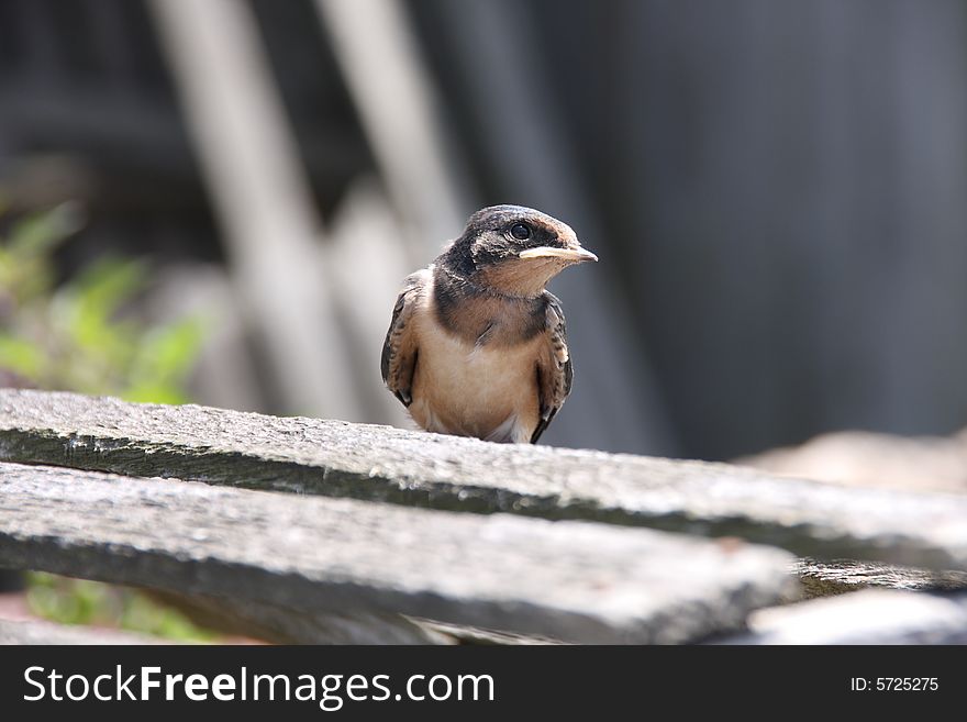 A small sparrow sitting on a wooden crate