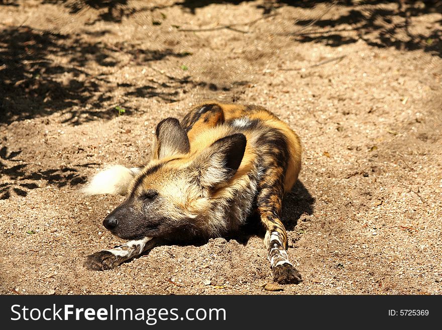 African Wild (painted) dog