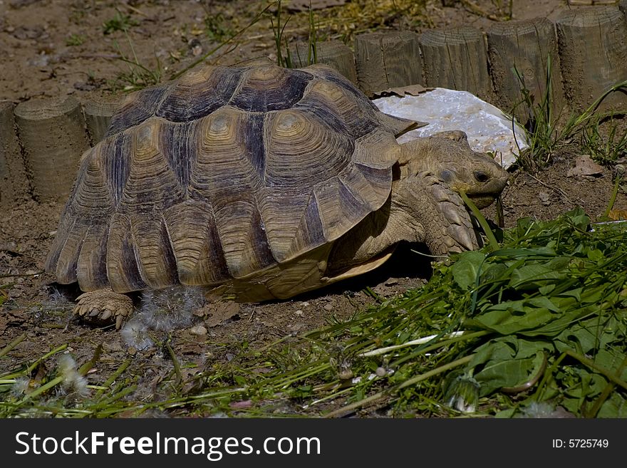 Eating turtle in the Miskolc zoo