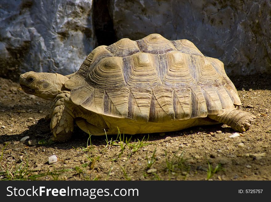 Sunbather tortoise in the Miskolc zoo