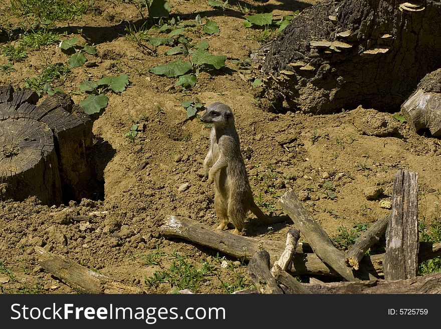 Meerkat in the Miskolc zoo